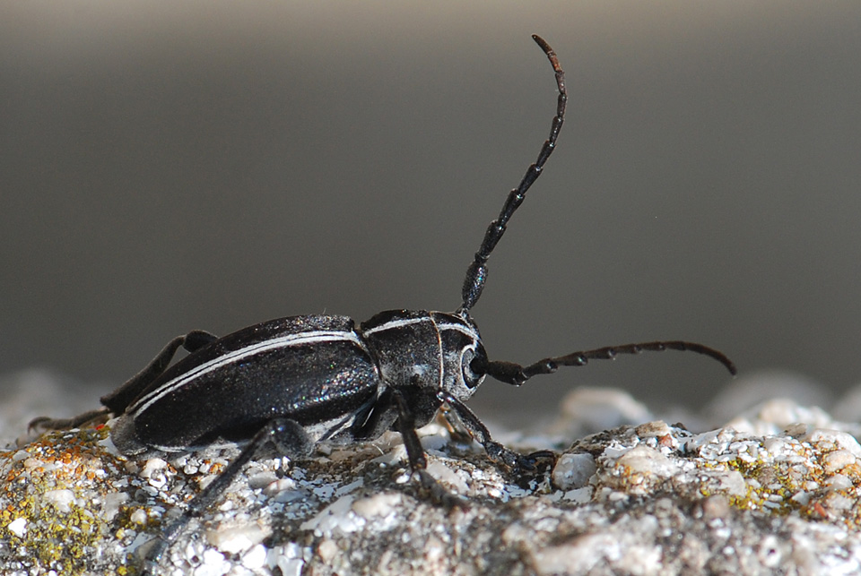 Coleottero  da identificare: Dorcadion arenarium